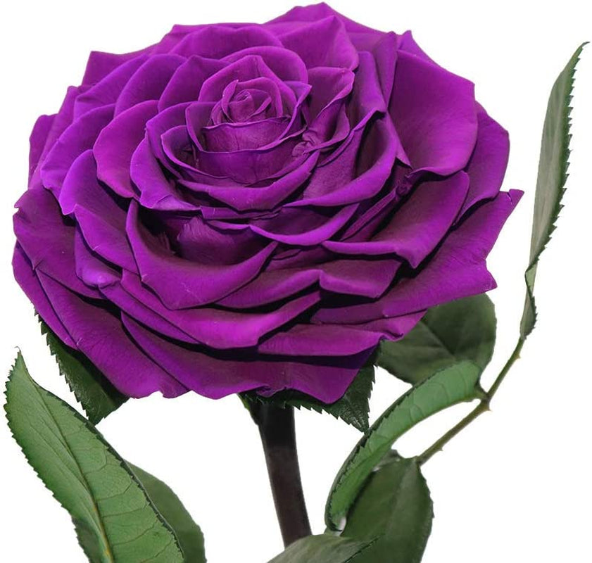 Real Preserved Purple Rose in Glass Dome with Wooden Base -Romantic Gifts for Her